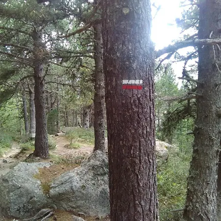 Bois Au Milieu Des Pyrenees