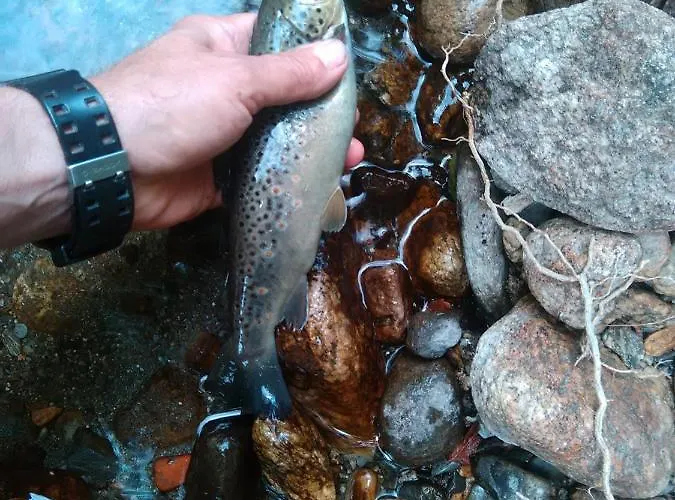Bois Au Milieu Des Pyrénées * LʼHospitalet-près-lʼAndorre