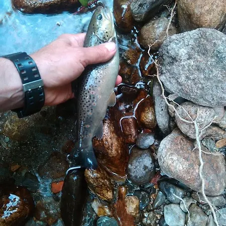 Bois Au Milieu Des Pyrénées * LʼHospitalet-près-lʼAndorre